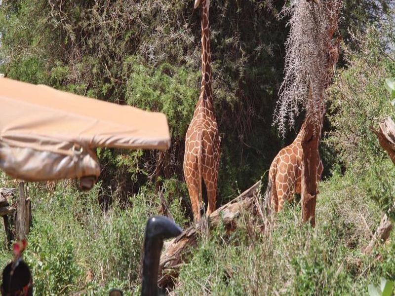 Saruni Samburu Villa Bagian luar foto